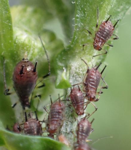 Uroleucon sp.